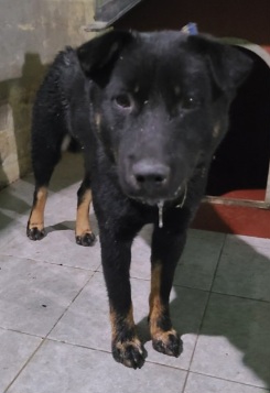 종료(반환) 믹스견…